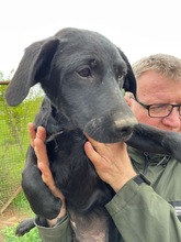 MOANA, Hund, Mischlingshund in Ungarn - Bild 2
