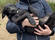 MOANA, Hund, Mischlingshund in Ungarn - Bild 3