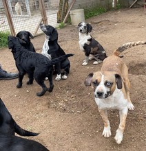 MOANA, Hund, Mischlingshund in Ungarn - Bild 4