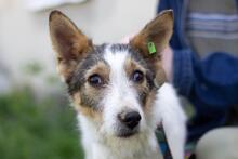 GLORIA, Hund, Mischlingshund in Ukraine - Bild 1