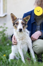 GLORIA, Hund, Mischlingshund in Ukraine - Bild 3
