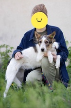 GLORIA, Hund, Mischlingshund in Ukraine - Bild 4