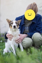 GLORIA, Hund, Mischlingshund in Ukraine - Bild 6