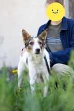 GLORIA, Hund, Mischlingshund in Ukraine - Bild 7