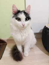 INSEA, Katze, Europäische Langhaarkatze in Bulgarien - Bild 10