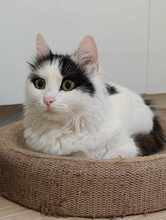 INSEA, Katze, Europäische Langhaarkatze in Bulgarien - Bild 12