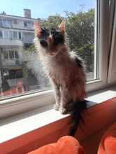 INSEA, Katze, Europäische Langhaarkatze in Bulgarien - Bild 14