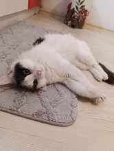 INSEA, Katze, Europäische Langhaarkatze in Bulgarien - Bild 16