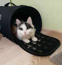 INSEA, Katze, Europäische Langhaarkatze in Bulgarien - Bild 17