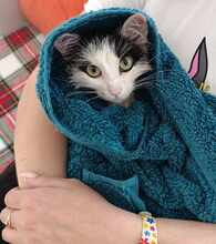 INSEA, Katze, Europäische Langhaarkatze in Bulgarien - Bild 18