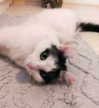 INSEA, Katze, Europäische Langhaarkatze in Bulgarien - Bild 19