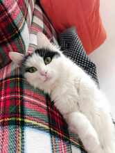 INSEA, Katze, Europäische Langhaarkatze in Bulgarien - Bild 2