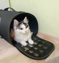 INSEA, Katze, Europäische Langhaarkatze in Bulgarien - Bild 22