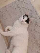 INSEA, Katze, Europäische Langhaarkatze in Bulgarien - Bild 23