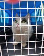 INSEA, Katze, Europäische Langhaarkatze in Bulgarien - Bild 24