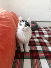 INSEA, Katze, Europäische Langhaarkatze in Bulgarien - Bild 25