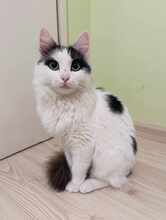 INSEA, Katze, Europäische Langhaarkatze in Bulgarien - Bild 3