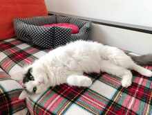 INSEA, Katze, Europäische Langhaarkatze in Bulgarien - Bild 9