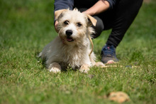 BODHI, Hund, West Highland White Terrier-Mix in Ungarn - Bild 1