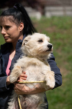 BODHI, Hund, West Highland White Terrier-Mix in Ungarn - Bild 10