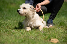 BODHI, Hund, West Highland White Terrier-Mix in Ungarn - Bild 11
