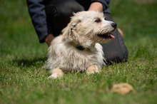 BODHI, Hund, West Highland White Terrier-Mix in Ungarn - Bild 12