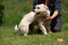 BODHI, Hund, West Highland White Terrier-Mix in Ungarn - Bild 13