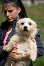 BODHI, Hund, West Highland White Terrier-Mix in Ungarn - Bild 14