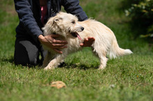 BODHI, Hund, West Highland White Terrier-Mix in Ungarn - Bild 15