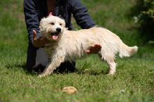 BODHI, Hund, West Highland White Terrier-Mix in Ungarn - Bild 2