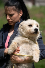BODHI, Hund, West Highland White Terrier-Mix in Ungarn - Bild 3