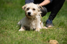 BODHI, Hund, West Highland White Terrier-Mix in Ungarn - Bild 4