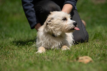 BODHI, Hund, West Highland White Terrier-Mix in Ungarn - Bild 5