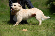 BODHI, Hund, West Highland White Terrier-Mix in Ungarn - Bild 6
