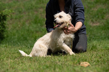 BODHI, Hund, West Highland White Terrier-Mix in Ungarn - Bild 7