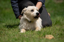 BODHI, Hund, West Highland White Terrier-Mix in Ungarn - Bild 8