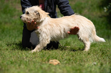BODHI, Hund, West Highland White Terrier-Mix in Ungarn - Bild 9