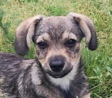 CLIO, Hund, Mischlingshund in Rumänien - Bild 1
