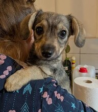 CLIO, Hund, Mischlingshund in Rumänien - Bild 2