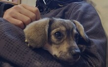CLIO, Hund, Mischlingshund in Rumänien - Bild 3