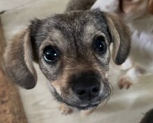 CLIO, Hund, Mischlingshund in Rumänien - Bild 4