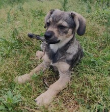 CLIO, Hund, Mischlingshund in Rumänien - Bild 5