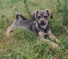 CLIO, Hund, Mischlingshund in Rumänien - Bild 6