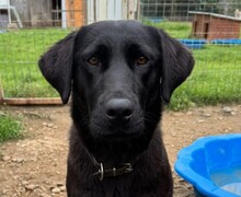 DOBBY, Hund, Mischlingshund in Rumänien - Bild 1