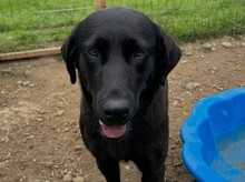 DOBBY, Hund, Mischlingshund in Rumänien - Bild 2