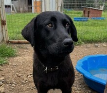 DOBBY, Hund, Mischlingshund in Rumänien - Bild 3