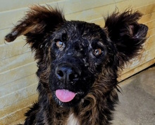 UBALDO, Hund, Mischlingshund in Italien - Bild 1