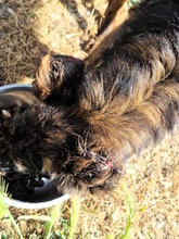 UBALDO, Hund, Mischlingshund in Italien - Bild 4
