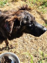 UBALDO, Hund, Mischlingshund in Italien - Bild 5