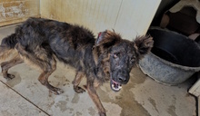 UBALDO, Hund, Mischlingshund in Italien - Bild 8